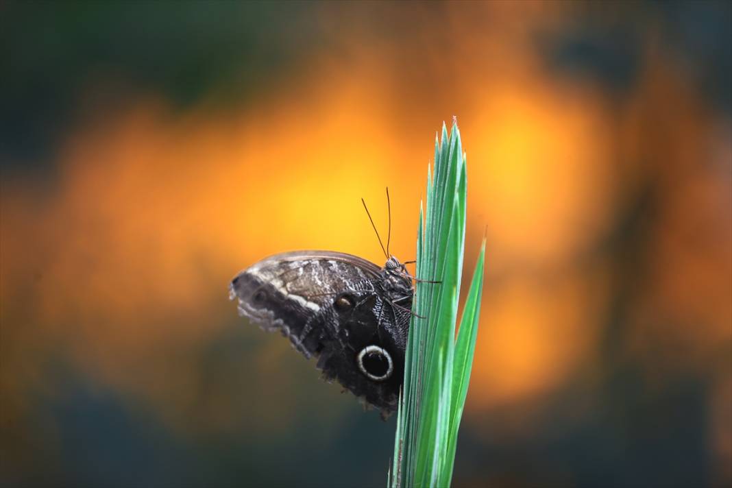 Konya’nın ünlü bahçesinde 10 bin kelebek vuslat için ilk kez kanat çırpacak 12